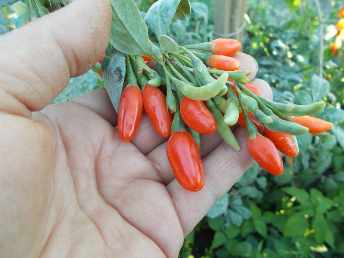 Planta goji de 1 an