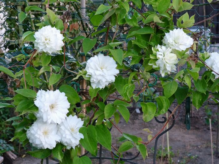 P1460619 (1280x960) - Clematis