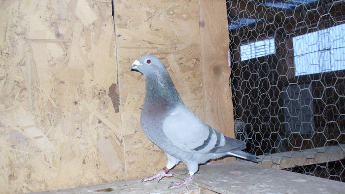 RO-0118218-2010; Tatal lui: 0095323-2012 Maraton 2014 0480965-2011 Fond 2012 Maraton 2012 0095361-2012 Maraton 2013 Maraton 2014 Maraton Palmares 2 ani 2014 Maraton Extrem 2014 Maraton National 2014
