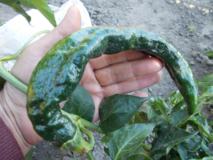  - SEMINTE ARDEI IUTE CHILI