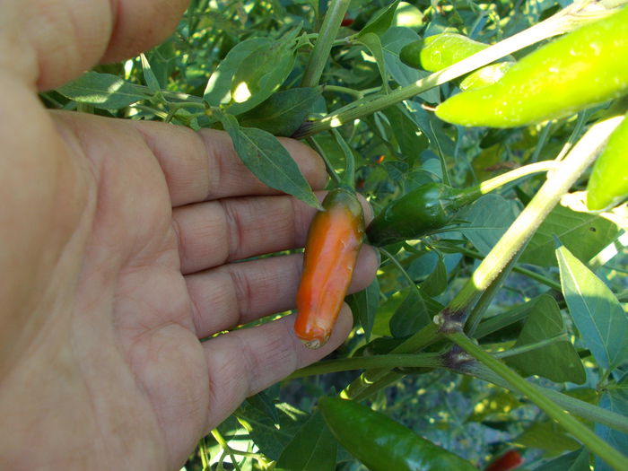 DRACUSOR DE TOAMNA - SEMINTE ARDEI IUTE CHILI