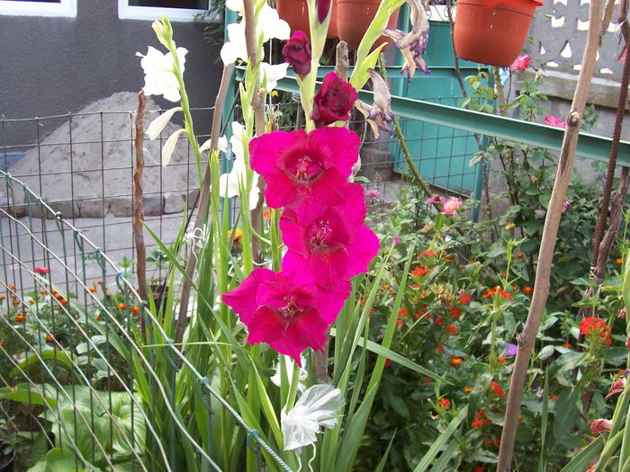 101_0002; Gladiole
