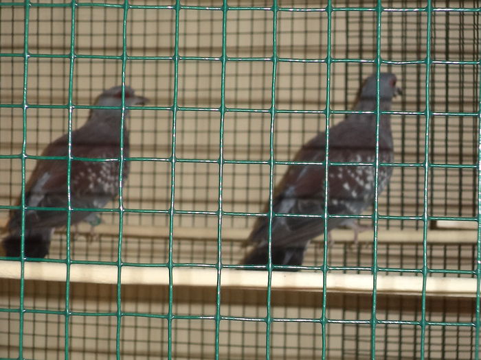 Porumbelul de Guineea-columba guinea - Porumbei salbatici autohtoni si exotici