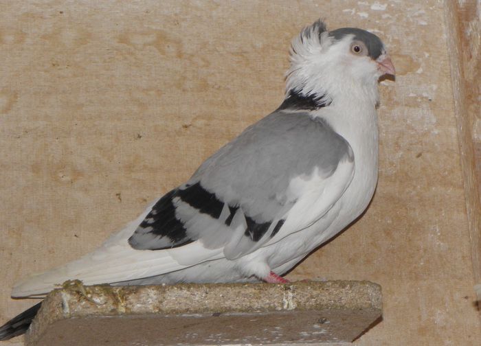PC070041