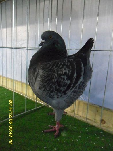 CAMPION ALFOLD KUPA 2014