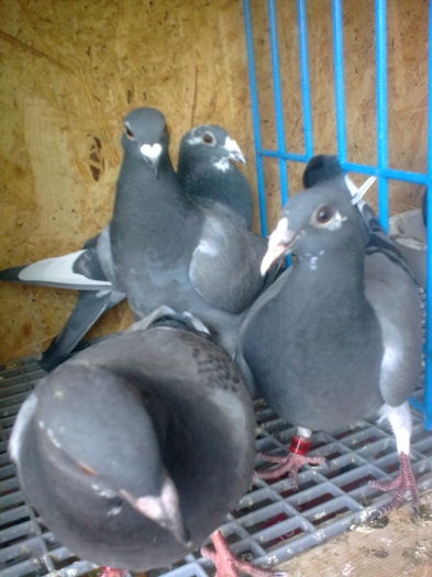 2 seri puii perechea 1; 2 seri puii perechea 1
