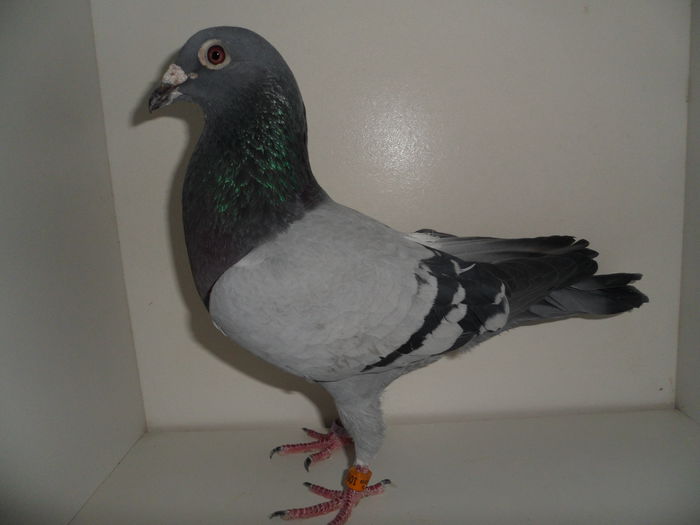 m 2008 venit fb la toate zborurile; m 2008 venit fb la toate zborurile
