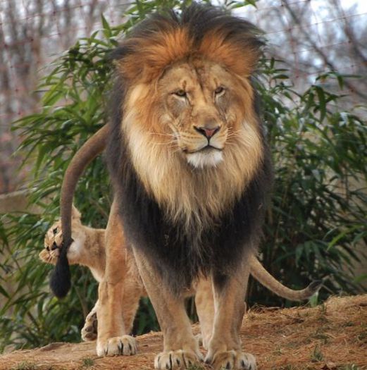  - 00 Leul_Regele animalelor
