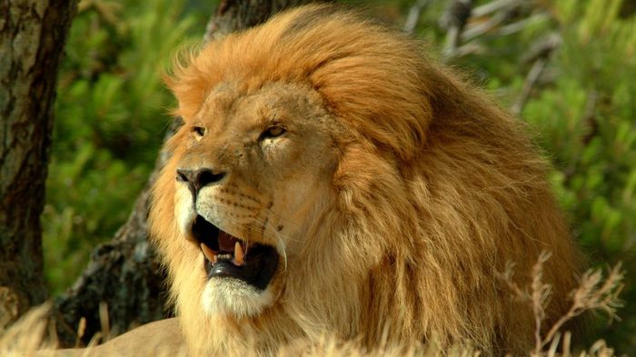  - 00 Leul_Regele animalelor