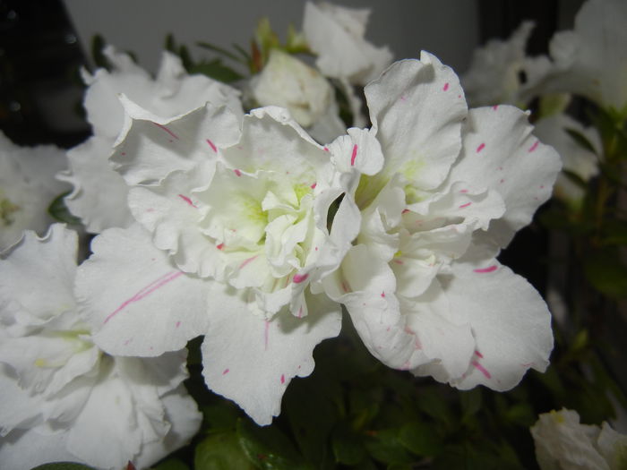 White Azalea (2014, December 03) - Azalea White