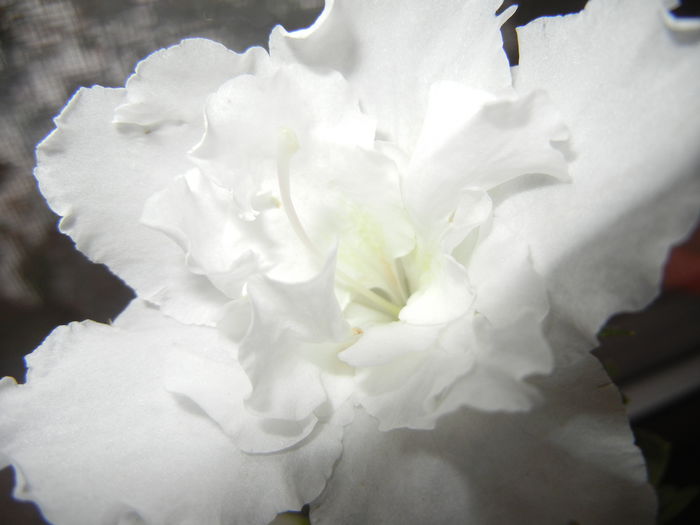 White Azalea (2014, December 04)