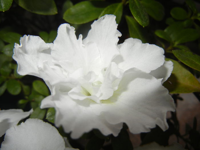 White Azalea (2014, December 04) - Azalea White