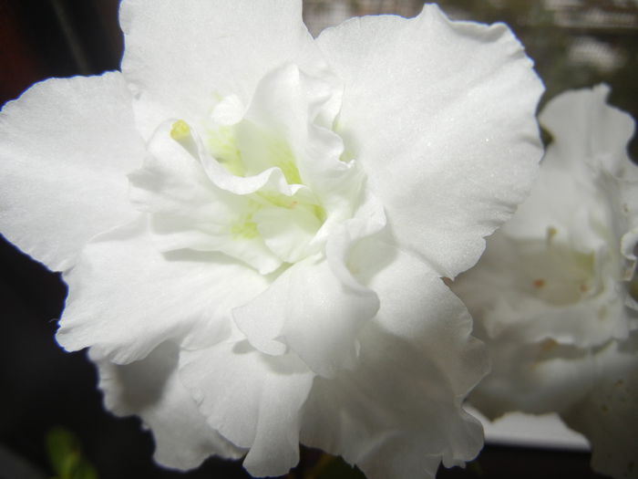 White Azalea (2014, December 04)