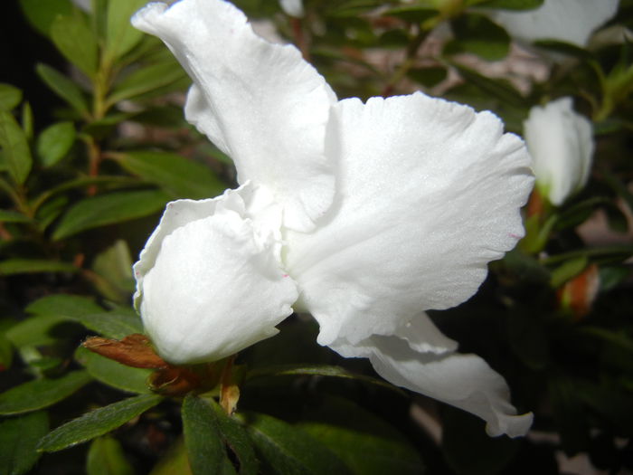 White Azalea (2014, December 04) - Azalea White