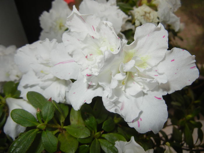 White Azalea (2014, December 07) - Azalea White