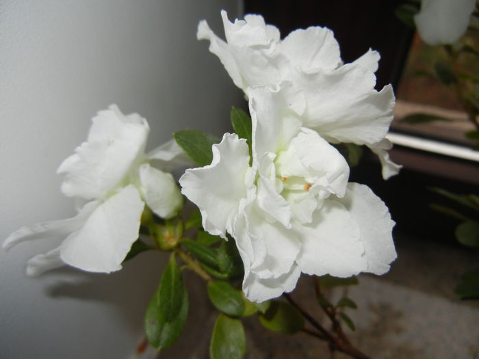 White Azalea (2014, December 07) - Azalea White