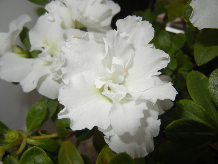 White Azalea (2014, December 07) - Azalea White
