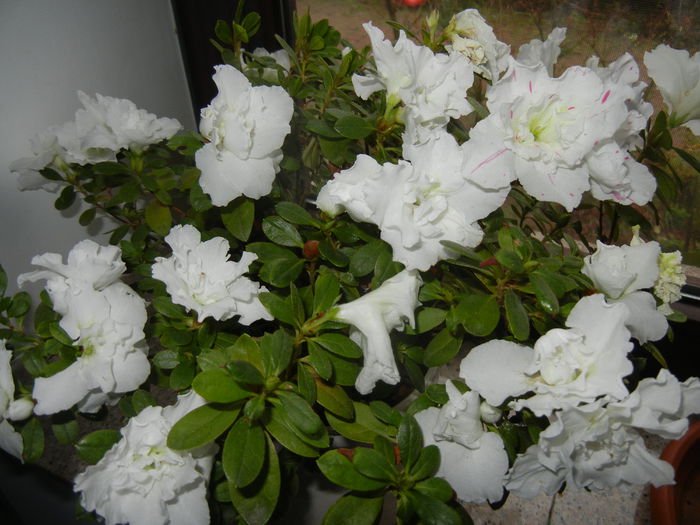 White Azalea (2014, December 07) - Azalea White