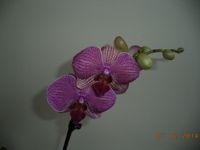 DSC02223