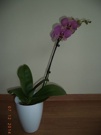 DSC02224
