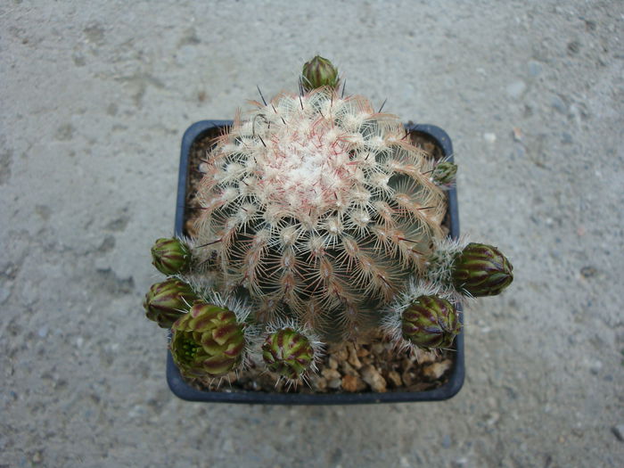 Echinocereus chloranthus        (Engelm.) J.N.Haage 1859