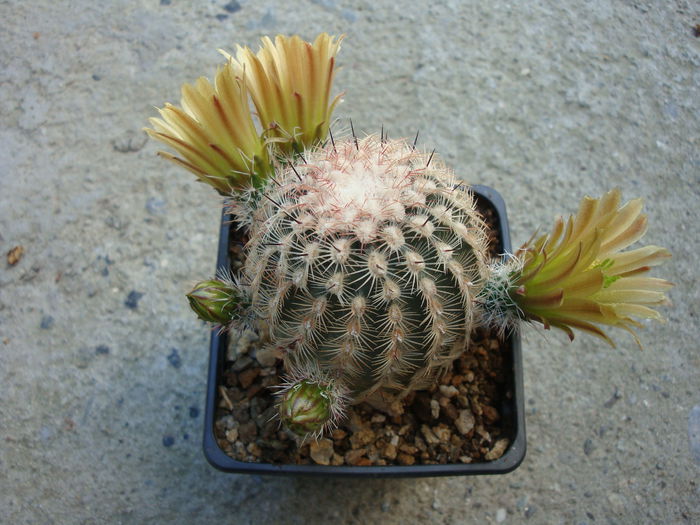 Echinocereus chloranthus  (Engelm.) J.N.Haage 1859