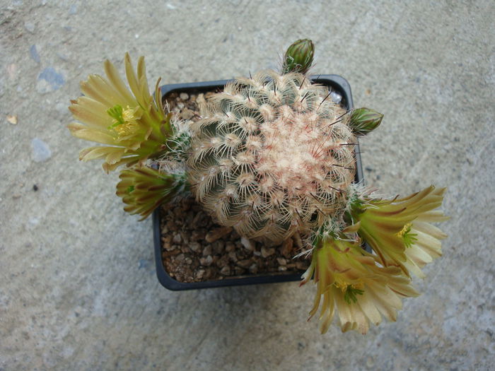 Echinocereus chloranthus (Engelm.) J.N.Haage 1859 - Genul Echinocereus