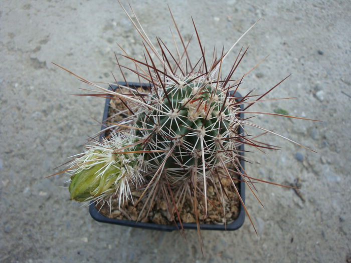 Echinocereus engelmannii var. variegatus      (Engelm. & J.M.Bigelow) R