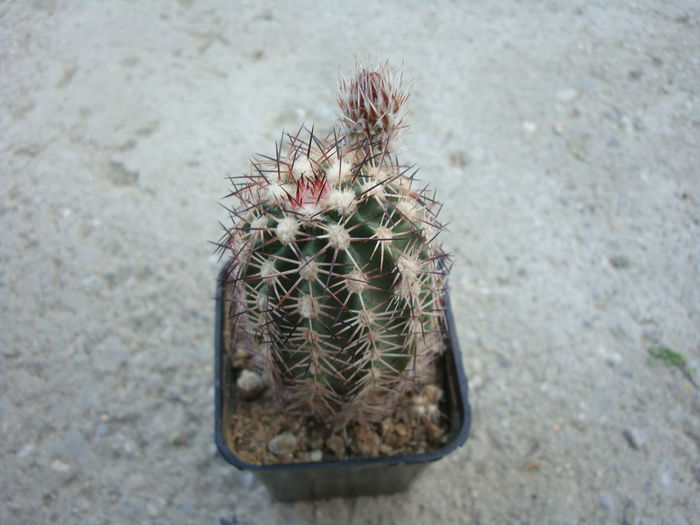 Echinocereus fendleri var. ledingii    (Peebles) N.P.Taylor1985