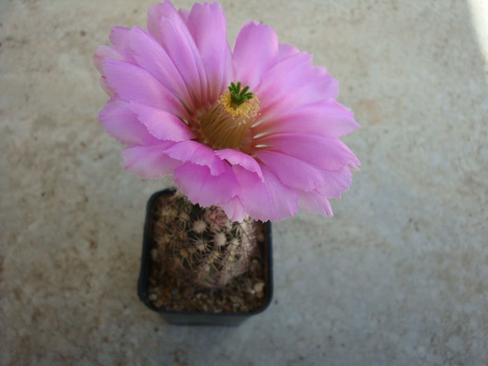 Echinocereus fendleri var. ledingii  (Peebles) N.P.Taylor1985