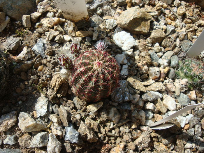 Echinocereus viridiflorus Engelm.1848.; Origine; SUA (New Mexico - Dona Ana County)
