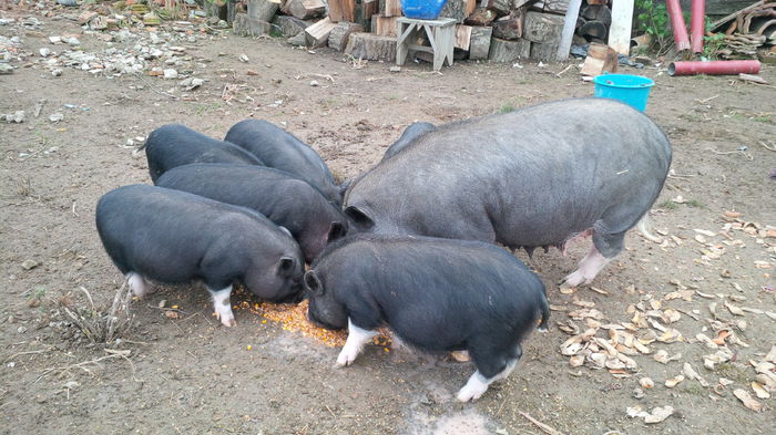 Porci vietnamezi - 8 PORCI VIETNAMEZI - nu mai detin