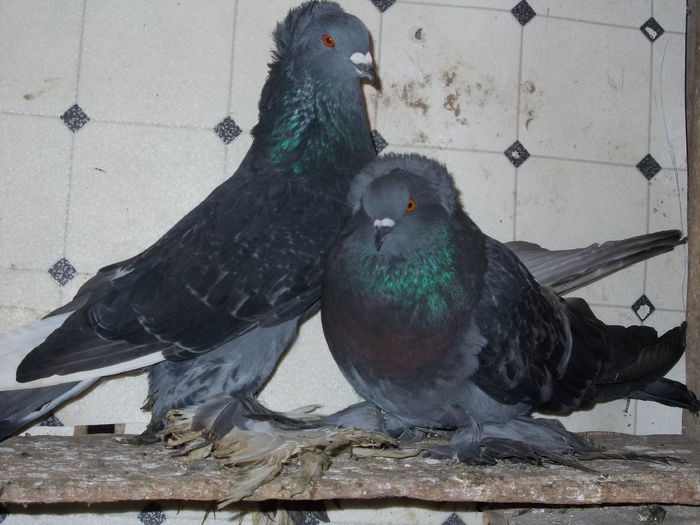 DSCN5203[1]; pereche kovaci de vin zare2014, 200 lei
