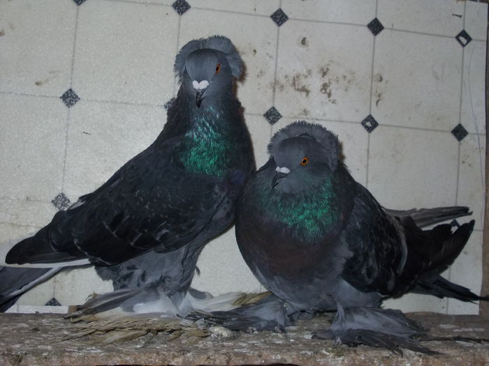 DSCN5202[1]; 2014 de vinzare,200 lei
