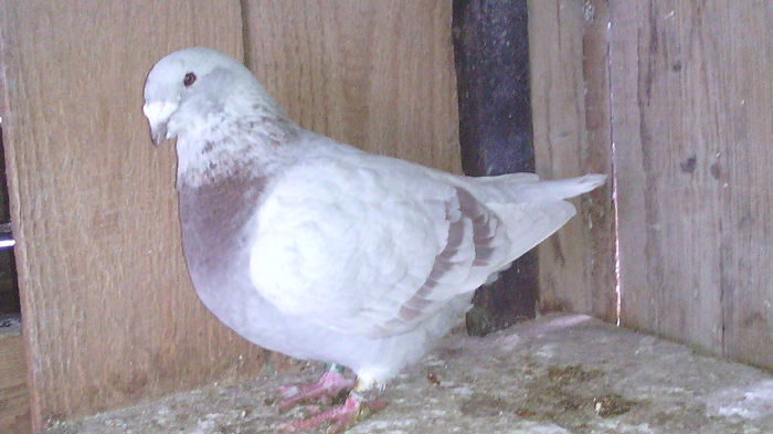 11f2008