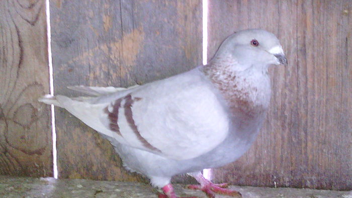 096