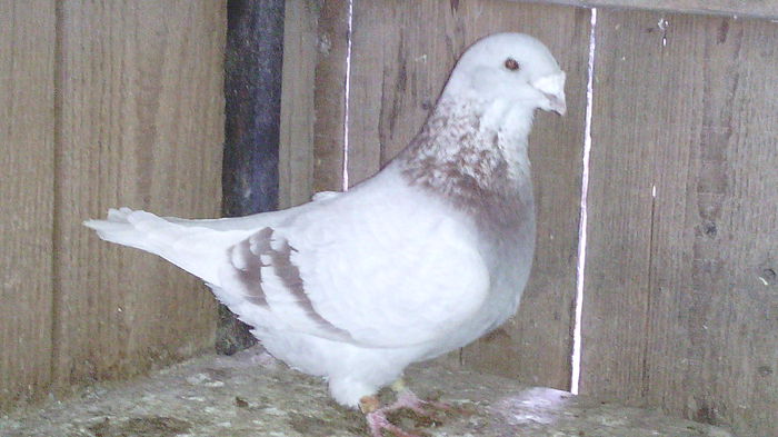20f2009