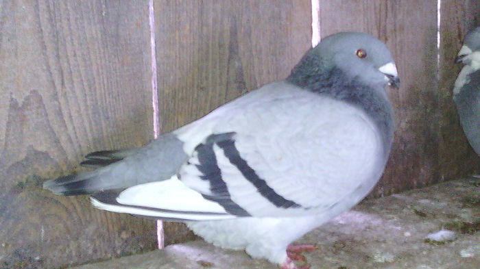 141