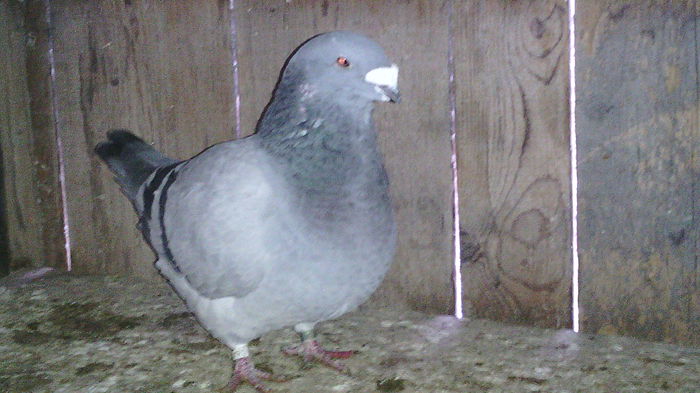 36f2009