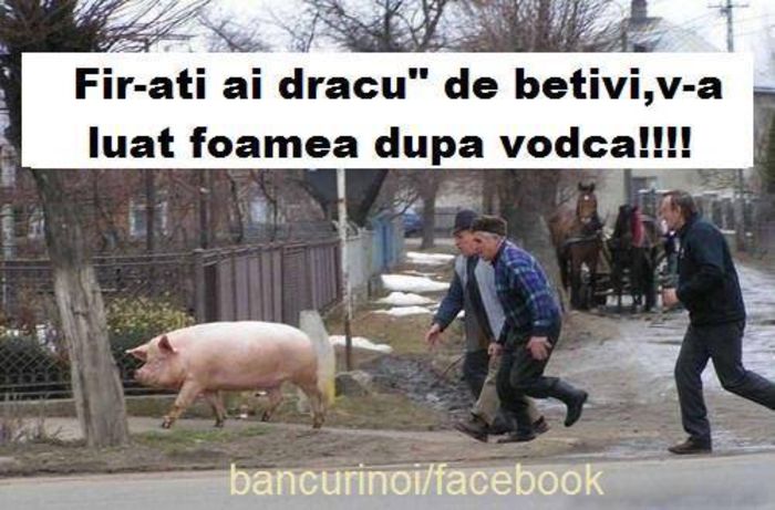 - Poze haioase pamflet