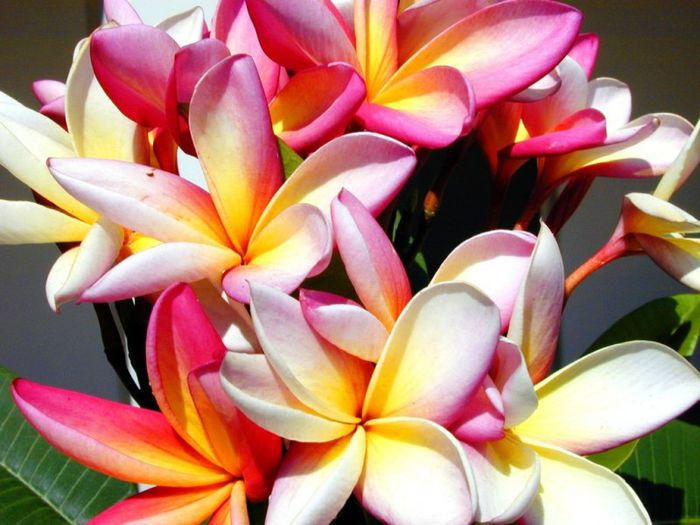 thumb_800_x_600_11445-plumeria-2_001_001 - Poze pentru Ankuta