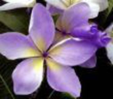 plumeria_courtade_001