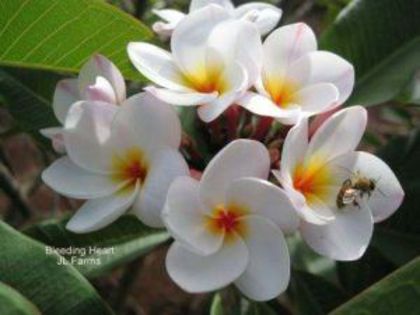 plumeria_bleeding-heart_001