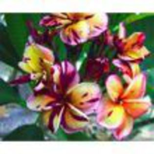 plumeria_black-cyclone_001 - Poze pentru Ankuta