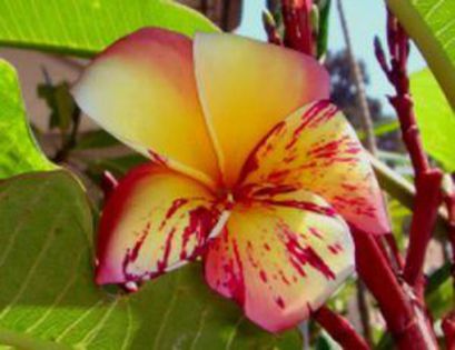 plumeria_calisplash_001 - Poze pentru Ankuta