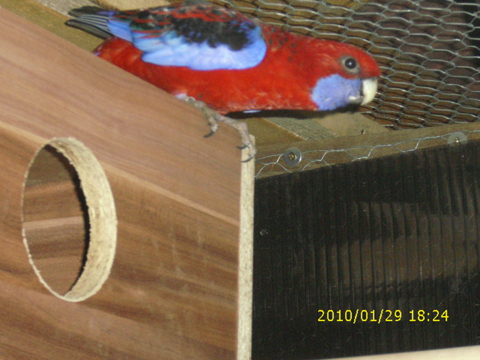 Femela-Rosella-Penant-Matca-1