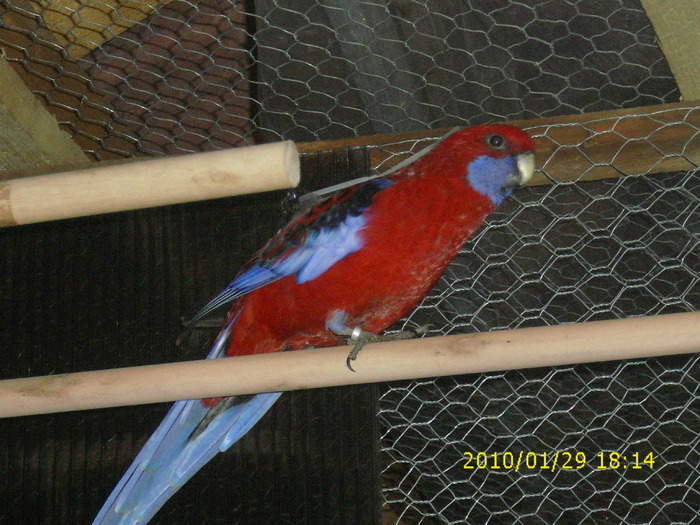 Mascul-Rosella-Penant-Matca-1 - Rosella- Penant-Matca-1