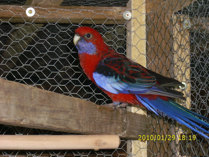 Femela-Rosella-Penant-Matca-1 - Rosella- Penant-Matca-1