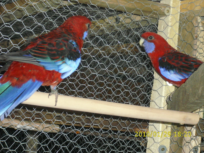 Pereche-Rosella-Penant-Matca-1 - Rosella- Penant-Matca-1