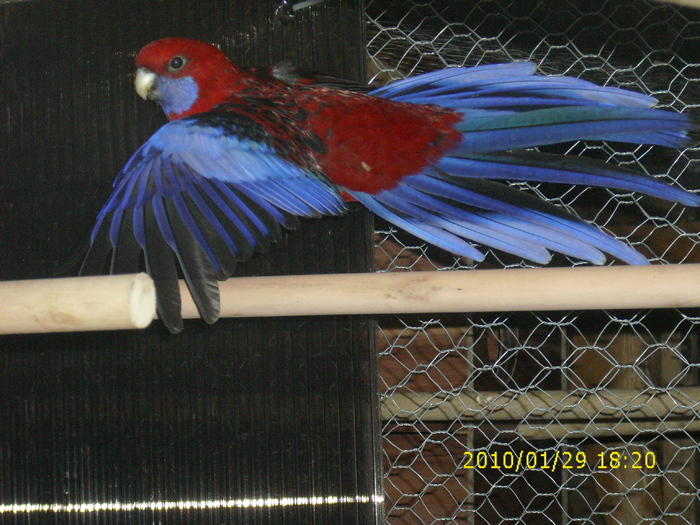 Mascul-Rosella-Penant-Matca-1 - Rosella- Penant-Matca-1